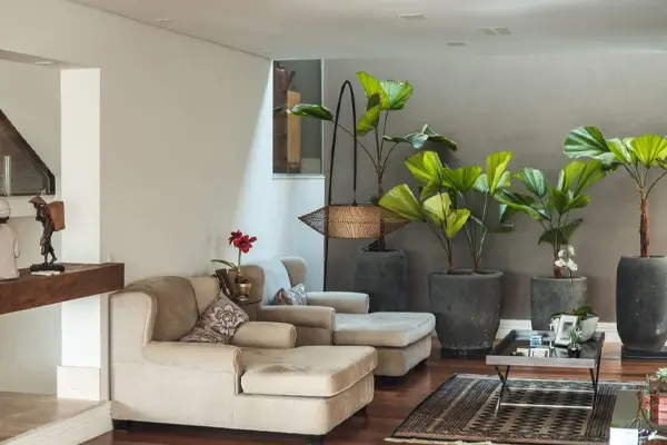 Plantas em Ambientes Pequenos